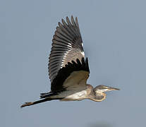 Black-headed Heron