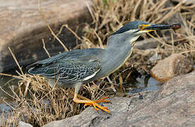 Striated Heron