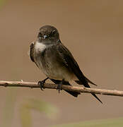 Sand Martin