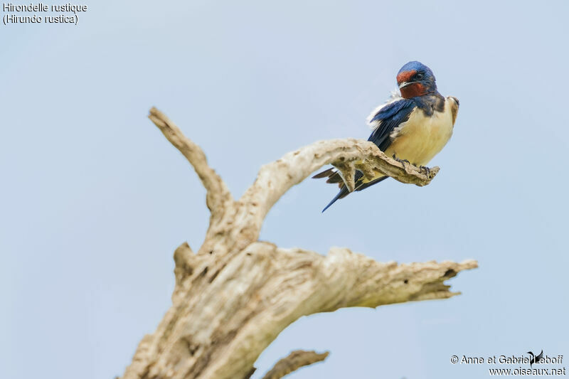 Hirondelle rustique