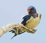 Barn Swallow