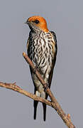 Lesser Striped Swallow