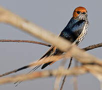 Lesser Striped Swallow