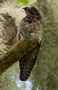 Common Potoo