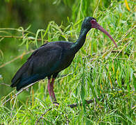 Ibis à face nue