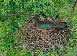 Hadada Ibis