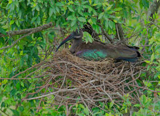 Ibis hagedash