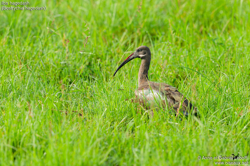 Ibis hagedashadulte