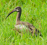 Hadada Ibis