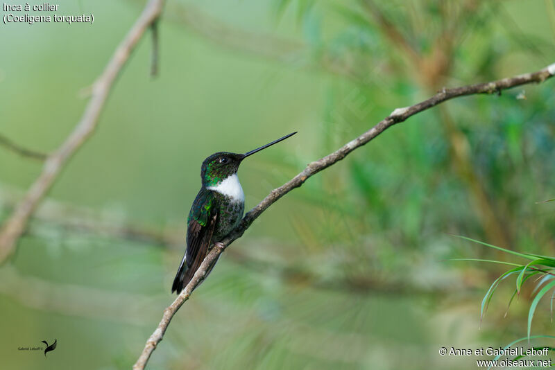 Collared Inca female