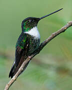 Collared Inca