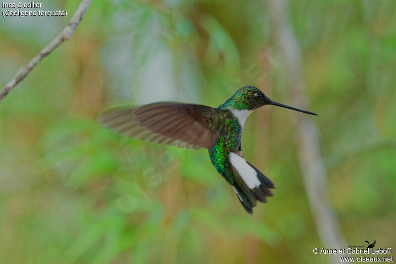 Collared Inca female adult