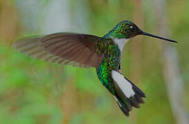 Collared Inca