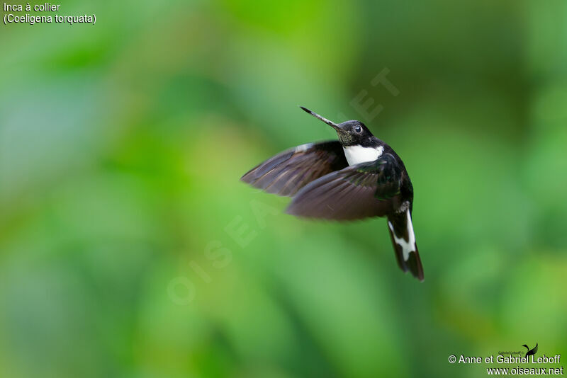 Collared Inca male adult