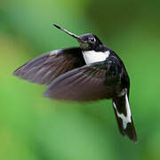 Collared Inca