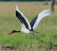 Saddle-billed Stork