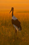 Jabiru d'Afrique