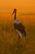 Saddle-billed Stork