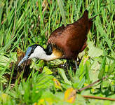 Jacana à poitrine dorée