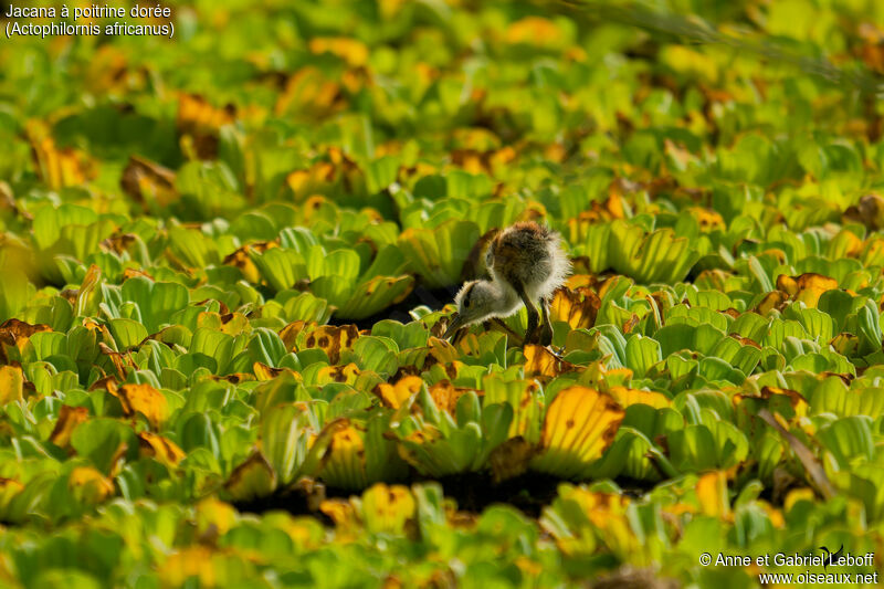 Jacana à poitrine doréePoussin