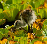 Jacana à poitrine dorée