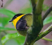 Golden-collared Manakin