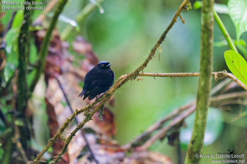 Manakin à tête bleue mâle adulte