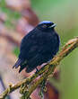 Manakin à tête bleue