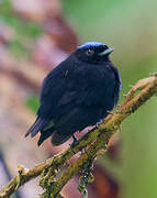 Blue-capped Manakin