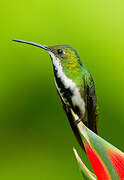 Black-throated Mango