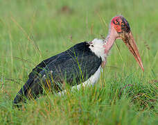 Marabou Stork