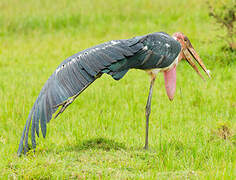 Marabou Stork