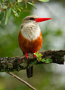 Grey-headed Kingfisher