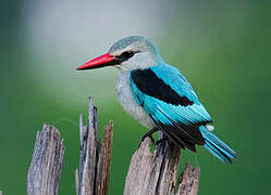 Woodland Kingfisher