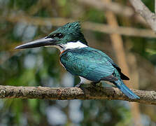 Amazon Kingfisher