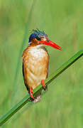 Malachite Kingfisher