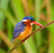 Malachite Kingfisher