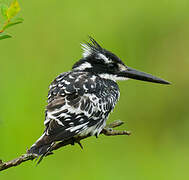 Pied Kingfisher