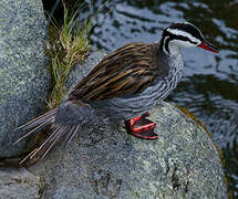 Torrent Duck