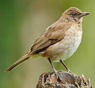 Black-billed Thrush