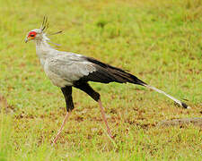 Secretarybird