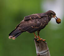 Snail Kite