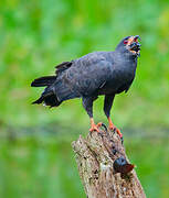 Snail Kite