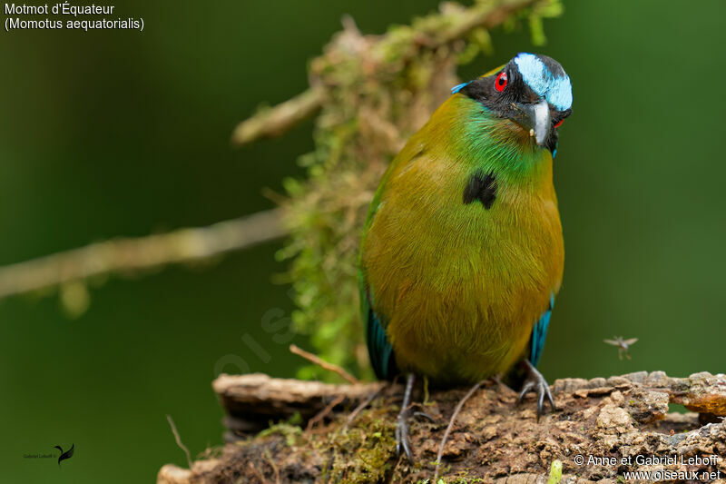 Motmot d'Équateur