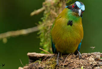 Motmot d'Équateur