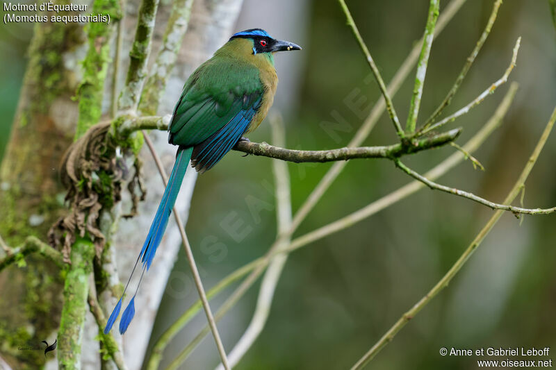 Motmot d'Équateur