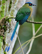 Andean Motmot