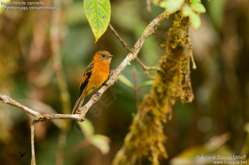 Cinnamon Flycatcher