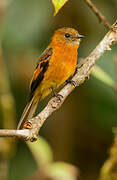 Cinnamon Flycatcher