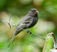 Black Phoebe